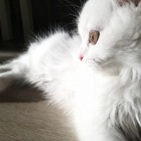 Scottish Fold, Kedi  Sakız fotoğrafı