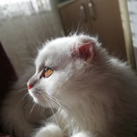 Scottish Fold, Kedi  Sakız fotoğrafı