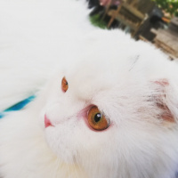Scottish Fold, Kedi  Sakız fotoğrafı