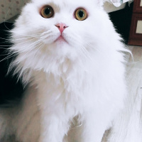 Scottish Fold, Kedi  Sakız fotoğrafı