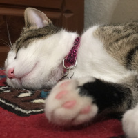 Tekir Kedi, Kedi  Minik fotoğrafı