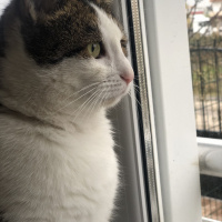 Tekir Kedi, Kedi  Minik fotoğrafı