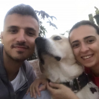 Akbaş, Köpek  Hachi fotoğrafı