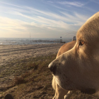 Akbaş, Köpek  Hachi fotoğrafı