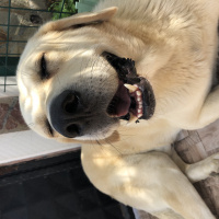 Akbaş, Köpek  Hachi fotoğrafı