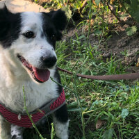 Border Collie, Köpek  Bihter fotoğrafı