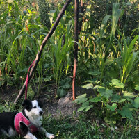 Border Collie, Köpek  Bihter fotoğrafı