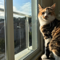 Tekir Kedi, Kedi  Mırmır fotoğrafı