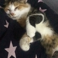 Tekir Kedi, Kedi  Mırmır fotoğrafı