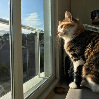 Tekir Kedi, Kedi  Mırmır fotoğrafı