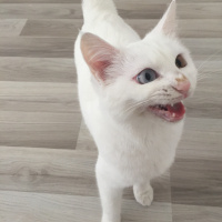 Van Kedisi, Kedi  Minnak fotoğrafı