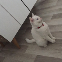 Van Kedisi, Kedi  Minnak fotoğrafı