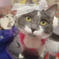 Aleynag kullanıcısının #35436 peti