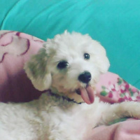 Maltese, Köpek  Lolita fotoğrafı