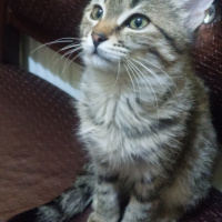 Tekir Kedi, Kedi  Şahika fotoğrafı