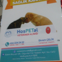 Tekir Kedi, Kedi  Şahika fotoğrafı