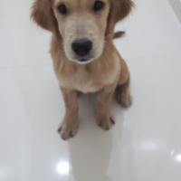 Golden Retriever, Köpek  Fındık fotoğrafı