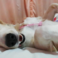 Chihuahua, Köpek  Kristal fotoğrafı