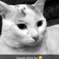 Tekir Kedi, Kedi  Casper fotoğrafı