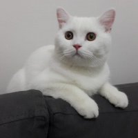 British Shorthair, Kedi  Fırfır fotoğrafı