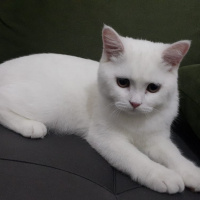British Shorthair, Kedi  Fırfır fotoğrafı