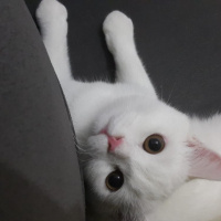 British Shorthair, Kedi  Fırfır fotoğrafı