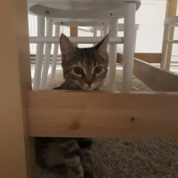 Tekir Kedi, Kedi  Asuman fotoğrafı