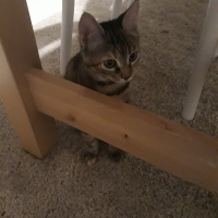 Tekir Kedi, Kedi  Asuman fotoğrafı