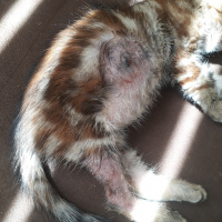 Tekir Kedi, Kedi  Asuman fotoğrafı