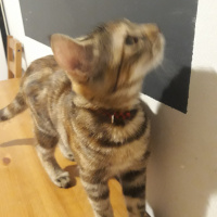 Tekir Kedi, Kedi  Asuman fotoğrafı