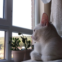 Ankara Kedisi, Kedi  Mia fotoğrafı