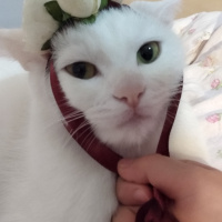 Ankara Kedisi, Kedi  Mia fotoğrafı