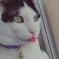 Ankara Kedisi, Kedi  Mia fotoğrafı
