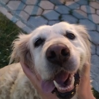 Ankara Kedisi, Kedi  Mia fotoğrafı
