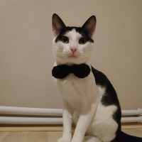 Ankara Kedisi, Kedi  Mia fotoğrafı