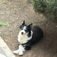 Border Collie, Köpek  Lucky fotoğrafı