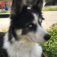 Border Collie, Köpek  Lucky fotoğrafı