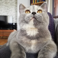 British Shorthair, Kedi  Üzümm fotoğrafı