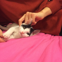 Cymric, Kedi  Moi fotoğrafı