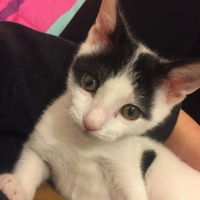 Cymric, Kedi  Moi fotoğrafı