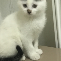 Ankara Kedisi, Kedi  Lokum fotoğrafı