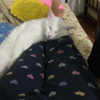 Van Kedisi, Kedi  Mecnun fotoğrafı