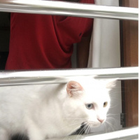 Van Kedisi, Kedi  Mecnun fotoğrafı