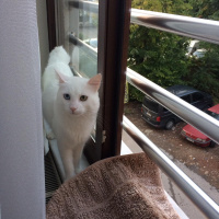 Van Kedisi, Kedi  Mecnun fotoğrafı