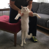 Van Kedisi, Kedi  Mecnun fotoğrafı