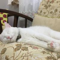 Van Kedisi, Kedi  Mecnun fotoğrafı