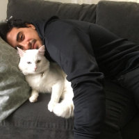 Van Kedisi, Kedi  Mecnun fotoğrafı