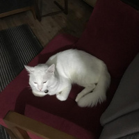 Van Kedisi, Kedi  Mecnun fotoğrafı
