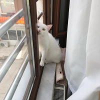 Van Kedisi, Kedi  Mecnun fotoğrafı