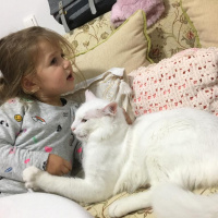 Van Kedisi, Kedi  Mecnun fotoğrafı